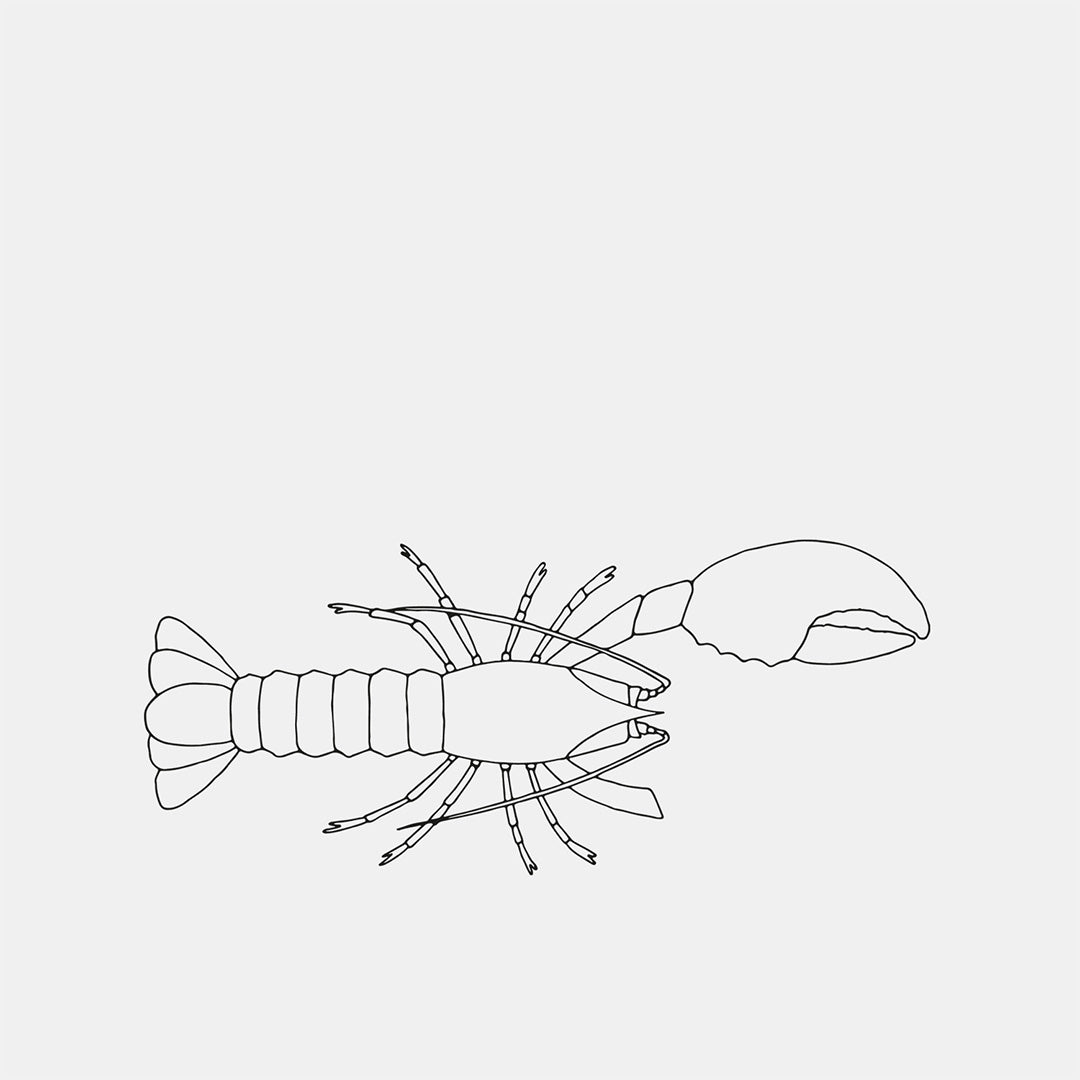 Nykokt irländsk hummer – burfångad Atlanten 🇮🇪 (ca 650 g)